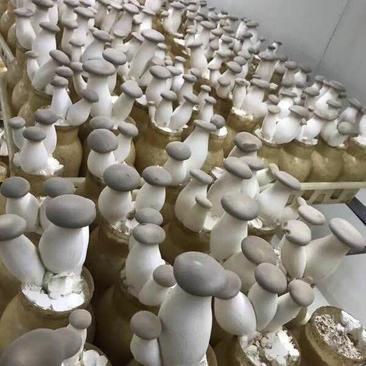 洛陽瀍河區(qū)杏鮑菇批發(fā)市場觀察 優(yōu)質貨源與便捷代理服務